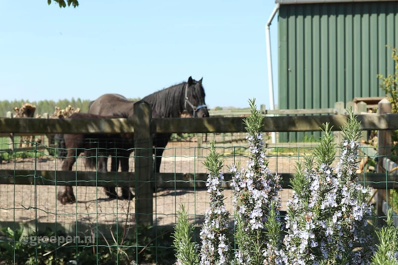 Groepsaccommodatie-Nederland-Berlicum-BLI-5002-21.jpg, paarden